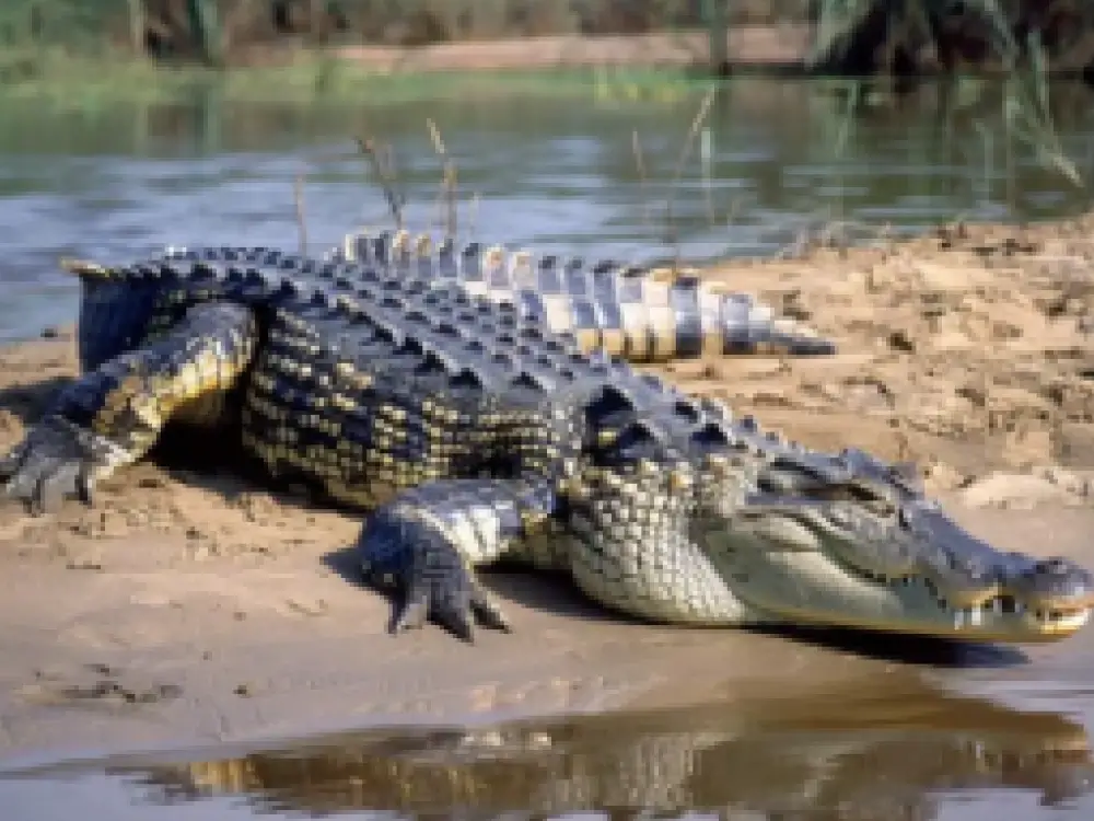  The American Alligator