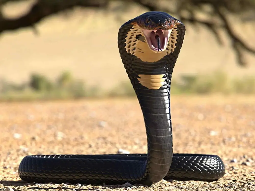 The King Cobra