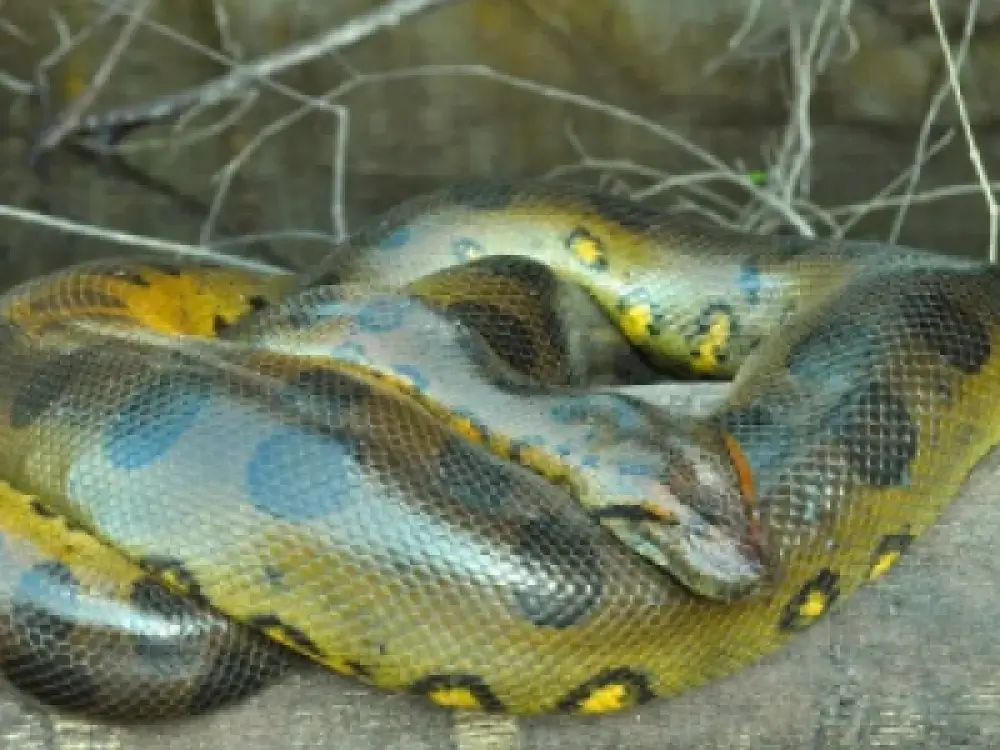  The Green Anaconda