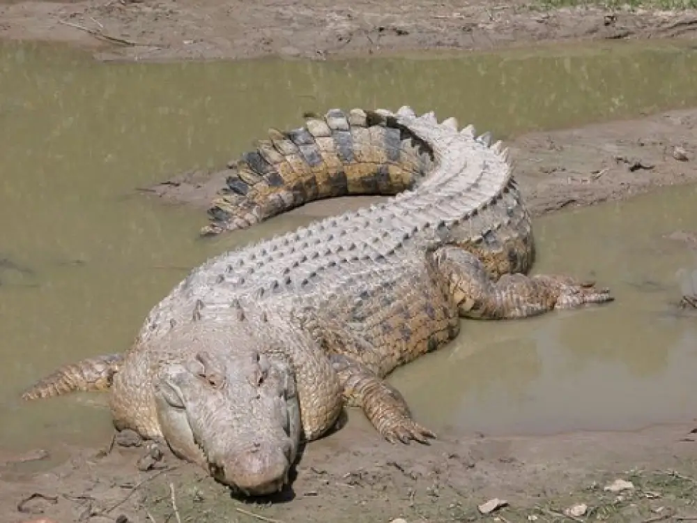 The Saltwater Crocodile