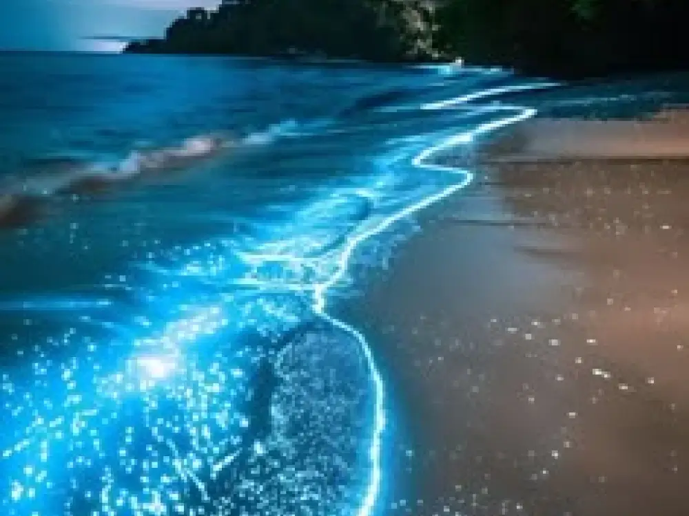 Bioluminescence