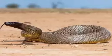 The Inland Taipan